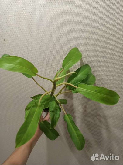 Филодендрон Тай Санрайз