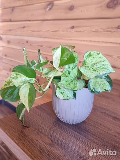 Сциндапсус хэппи лиф