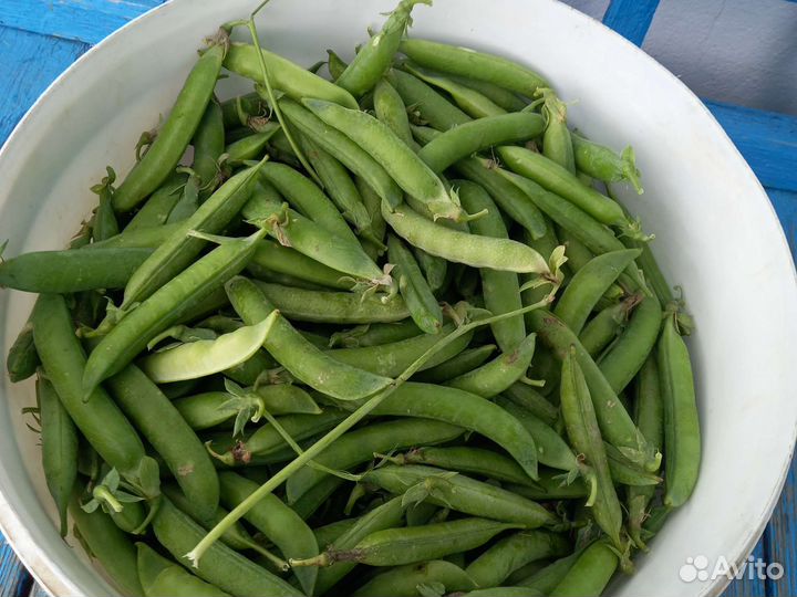 Куст гороха