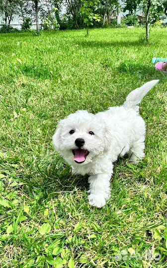 Щенки бишон фризе