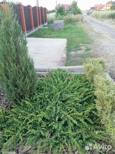 Можжевельник шлягер