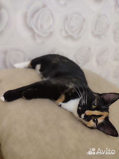 Кошки в добрые руки