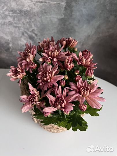 Хризантема в горшке на 8 марта