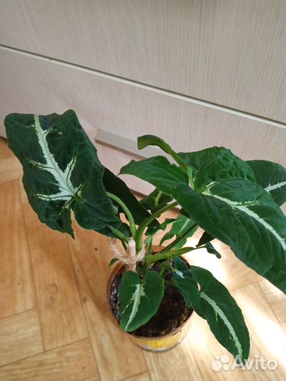 Сингониум вендланда