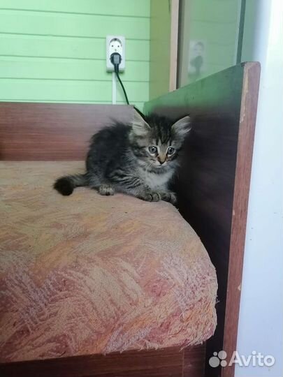 Котята