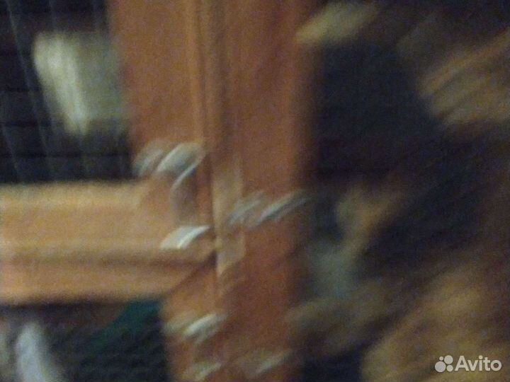 Шиншиллы мальчик и девочка