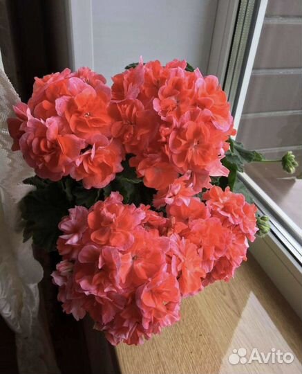 Пеларгония Ю В Феникс