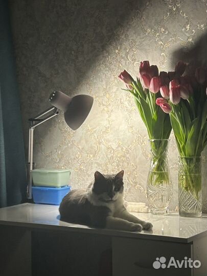 Котик в добрые руки