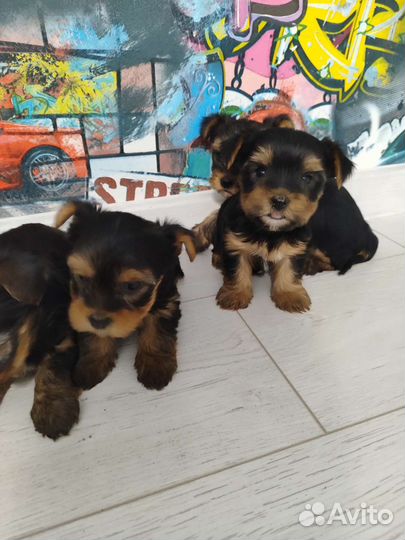 Йоркширский терьер