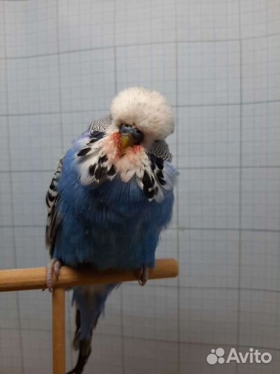 Попугаи ввп чехи птенцы