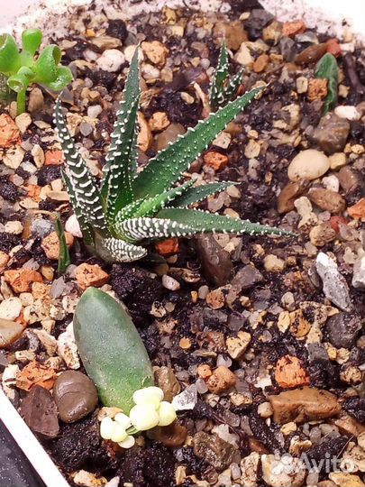 Эхеверия, хавортии, крассулы