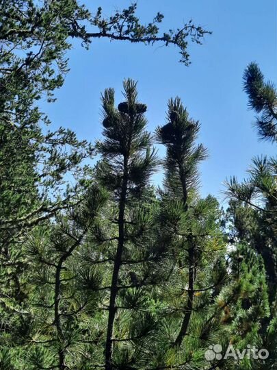 Свежая Шишка кедровая подарочная ароматная