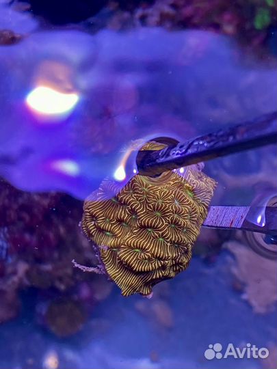 Набор кораллов для морского аквариума