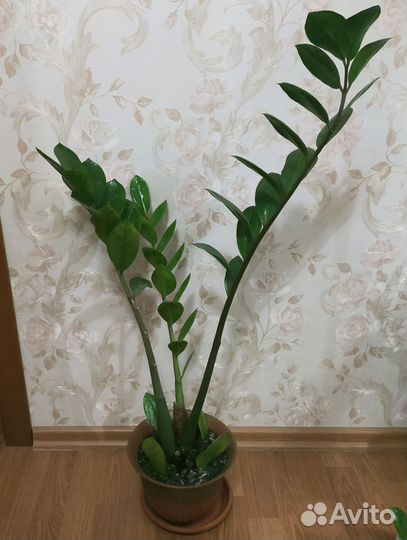 Замиокулькас