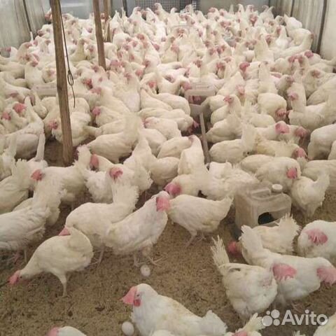 Куры несушки и молодки. Доставка