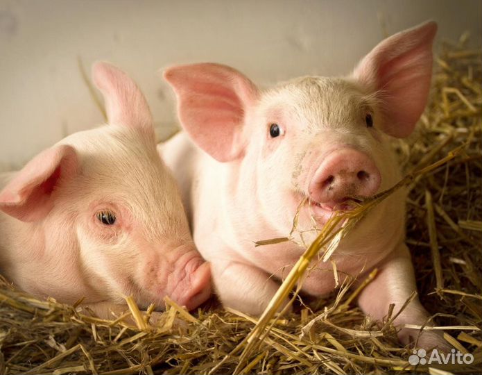 С/х животные