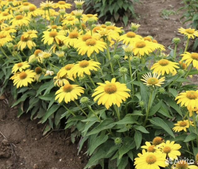 Эхинацея поллинейшн еллоу