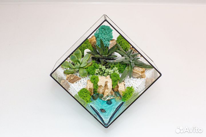 Флорариум суккуленты