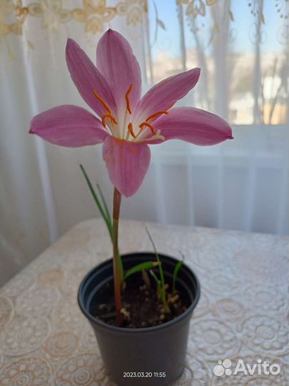 Зефирантес розовый