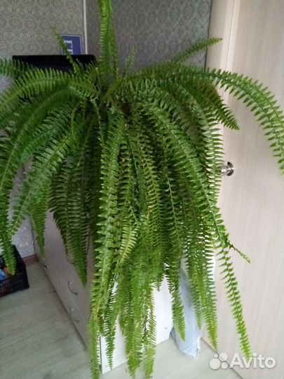 Папоротник