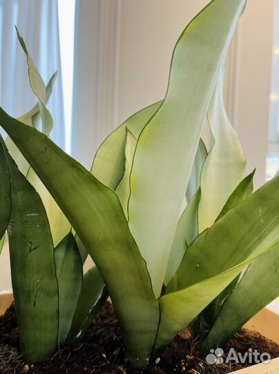 Сансевиерия муншайн, ханни голд, футура, лауренти