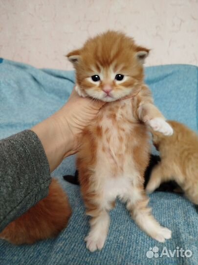 Шотландская кошка
