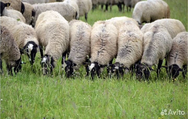 Романовские овцы,курдючные овцы