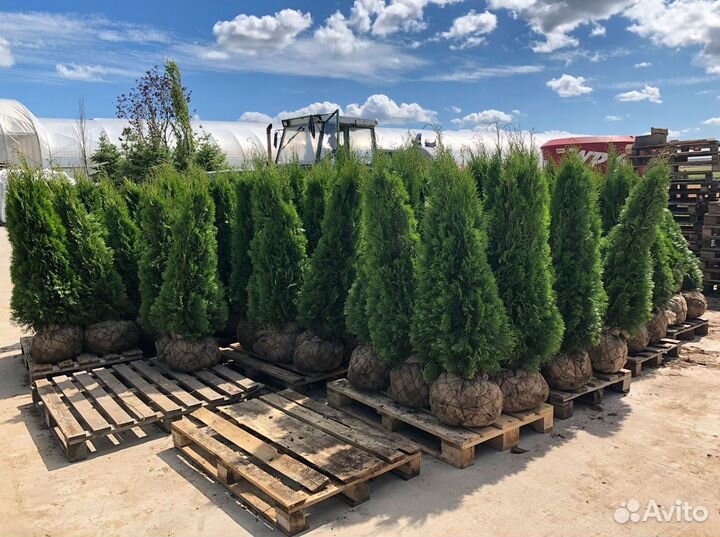 Туя смарагд, брабант, колумна, оптом