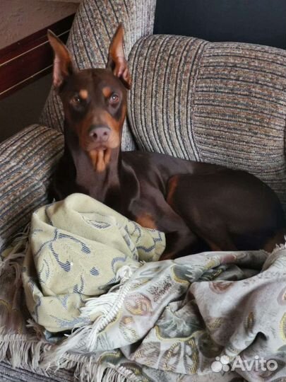 Доберман(вязка )