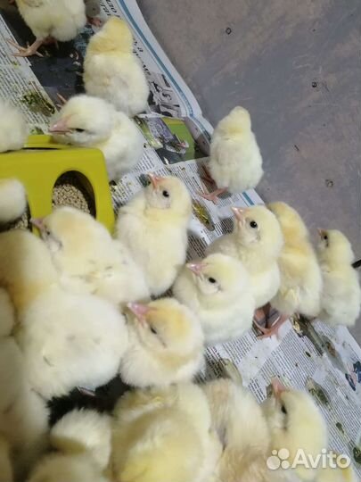 Цыплята бройлеры