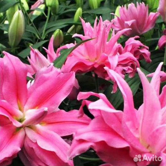 Лилии.Луковицы