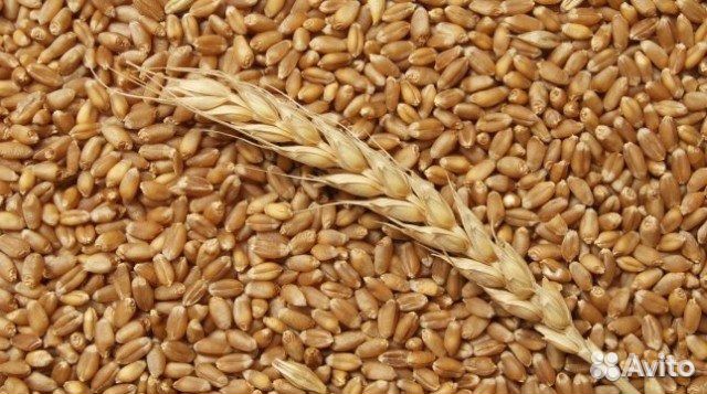 Продается озимая пшеница