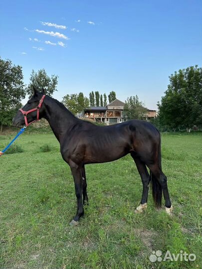 Орловский рысак