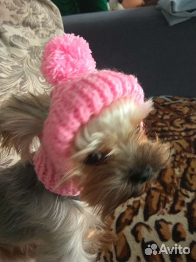 Шапочки для собак