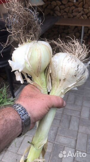 Чеснок Рокамболь