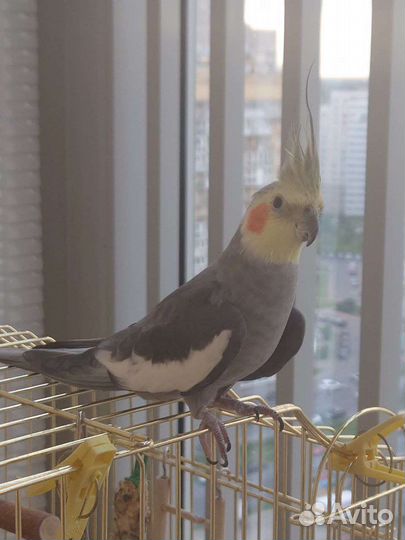 Попугай корелла мальчик