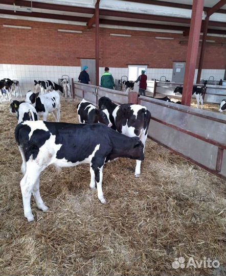 Бычки на откорм