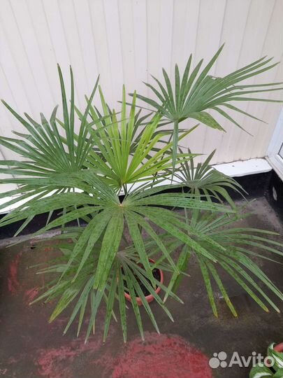 Пальма трахикарпус