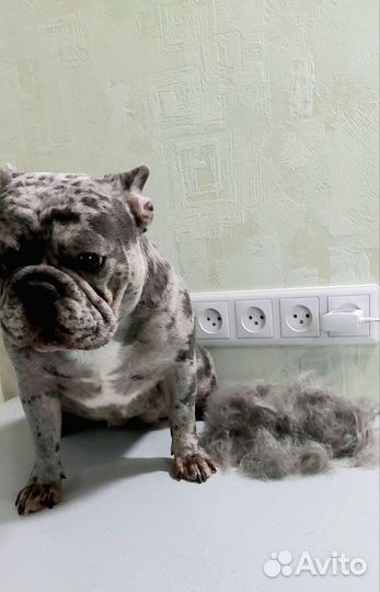 Груминг собак Ленинаван, Военвед, Суворовский