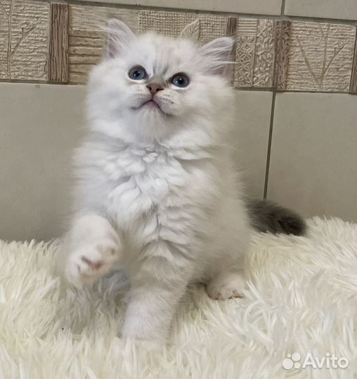 Малышка Рэгдолл