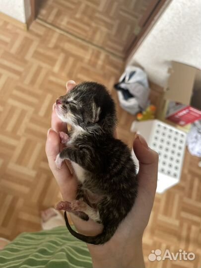Котята в хорошие руки