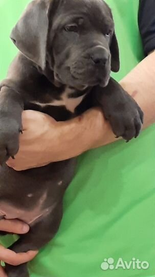 Продаются голубые девочки