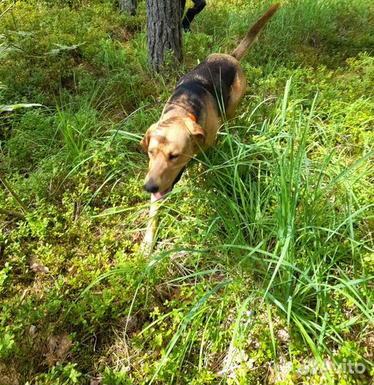 Вязка Русская гончая