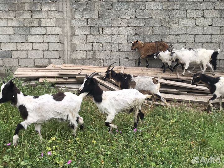 Козы с козлятами