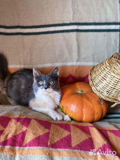 Очаровательный котенок девочка