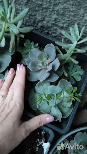 Суккуленты