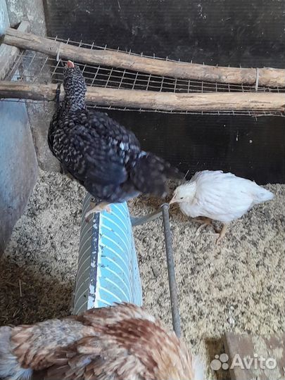 Цыплята несушки подрощенные