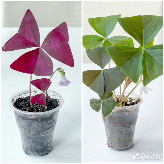 Оксалис Кислица Зеленая и Фиолетовая