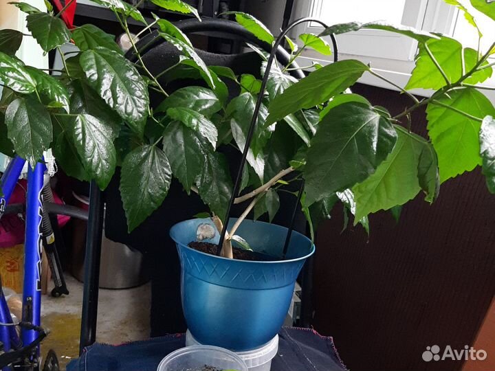 Гибискус китайская роза