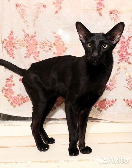 Кот Рэмбо ищет дом